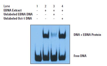 化学发光EMSA试剂盒简介 - 劢瑞生物 - 劢瑞生物