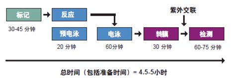 化学发光EMSA试剂盒简介 - 劢瑞生物 - 劢瑞生物