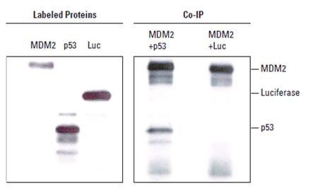 免疫共沉淀试剂盒