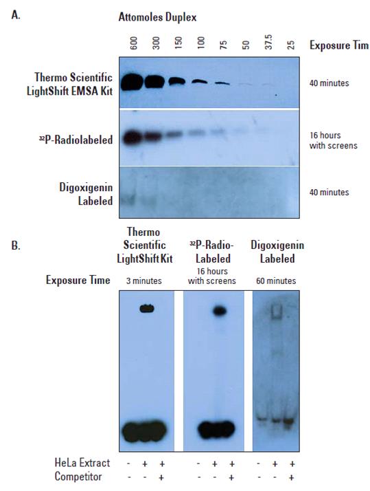 化学发光EMSA试剂盒简介 - 劢瑞生物 - 劢瑞生物