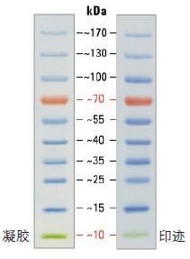 SDS-PAGE band profile of the Thermo Scientific PageRuler Prestained Protein Ladder.