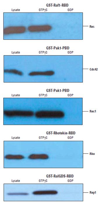 gdp和gtp(2)